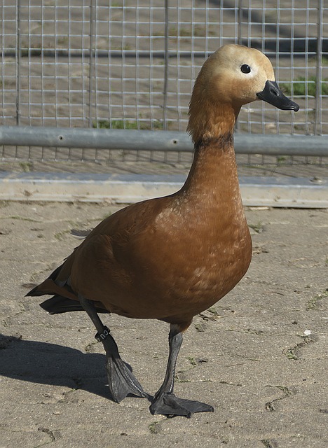 巴萨